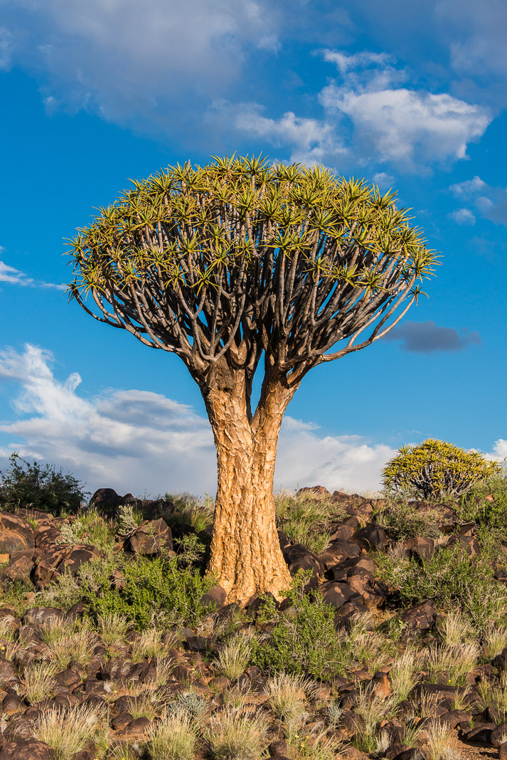 Quiver Tree Forest, Keetmanshoop, Namibia